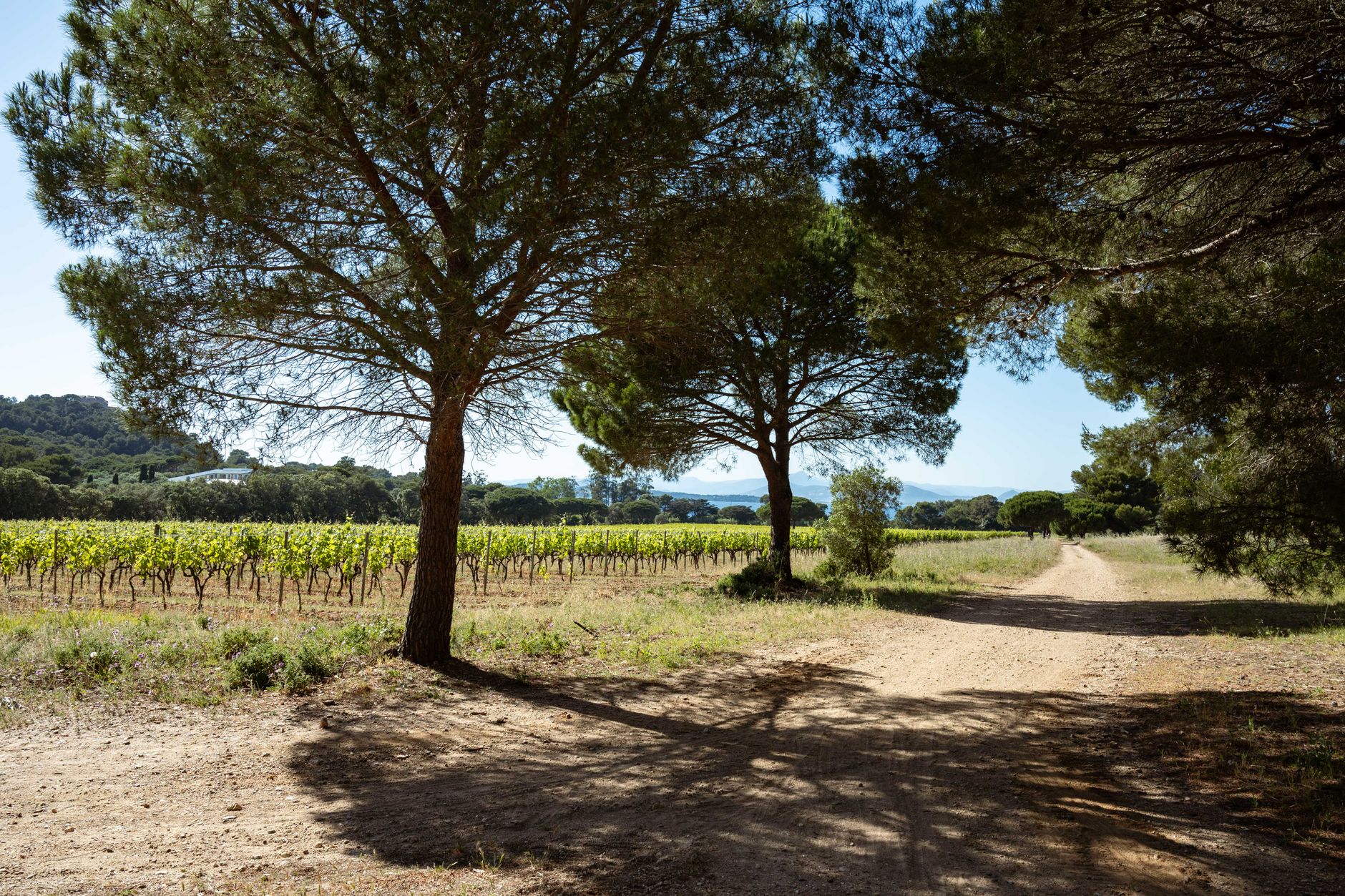 Paysage romantique de Provence et vignobles français